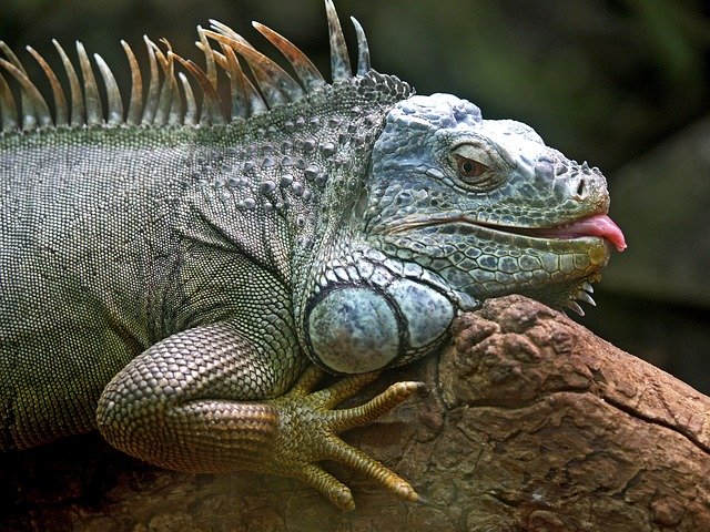 Iguana Colombia