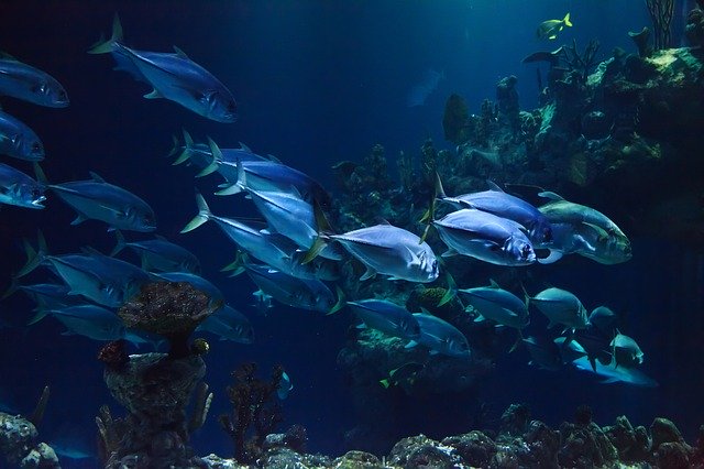 Daftar Ikan Yang Mengandung Merkuri Tidak Layak Konsumsi