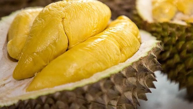 Want to Plant a Durian Tree