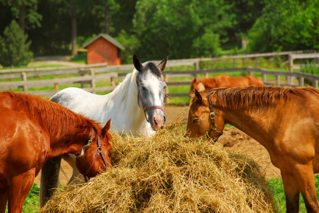 The Rudiments of Health And Nutrition for Horses